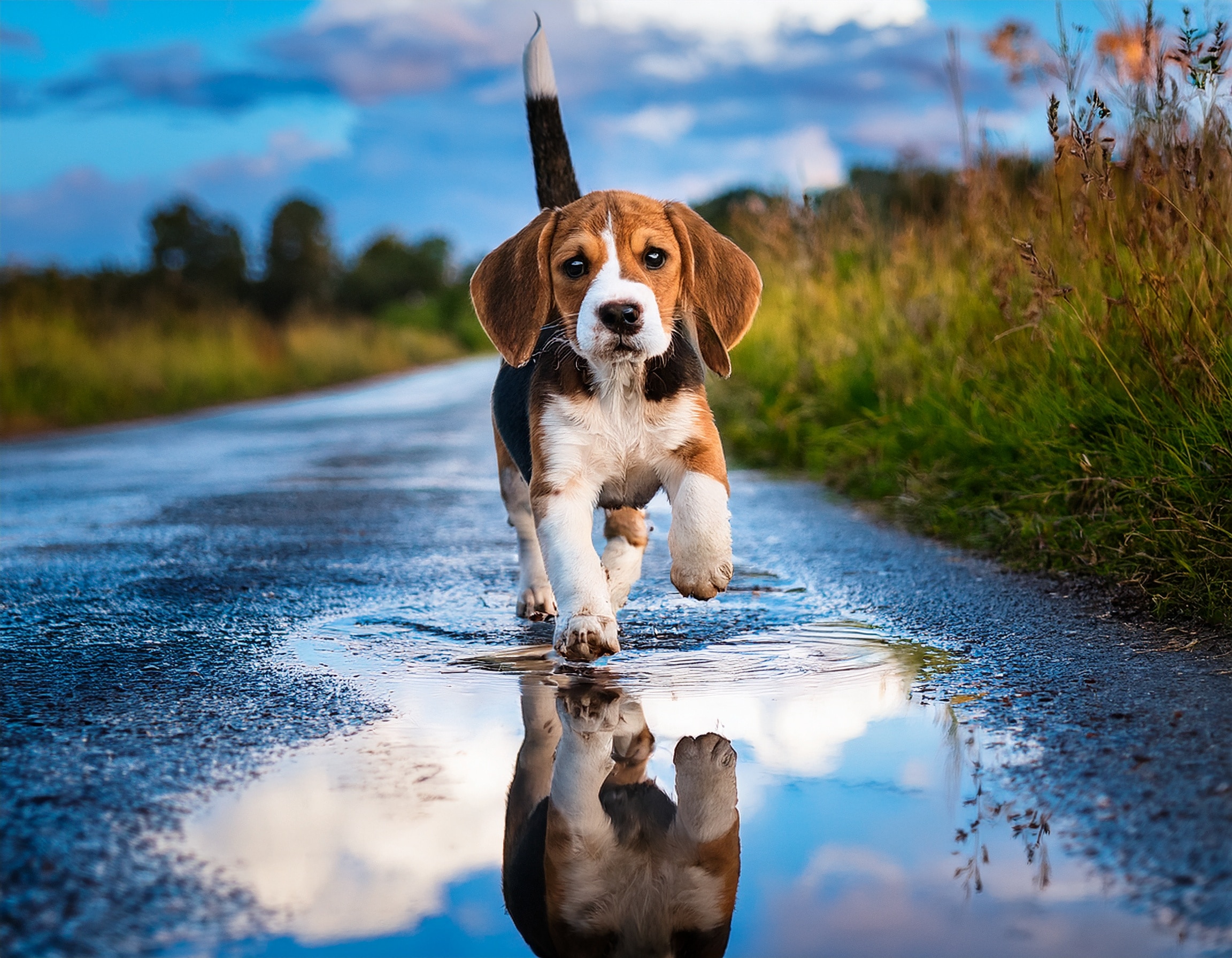 ブログ│雨上がりの道を元気に走るビーグルの子犬