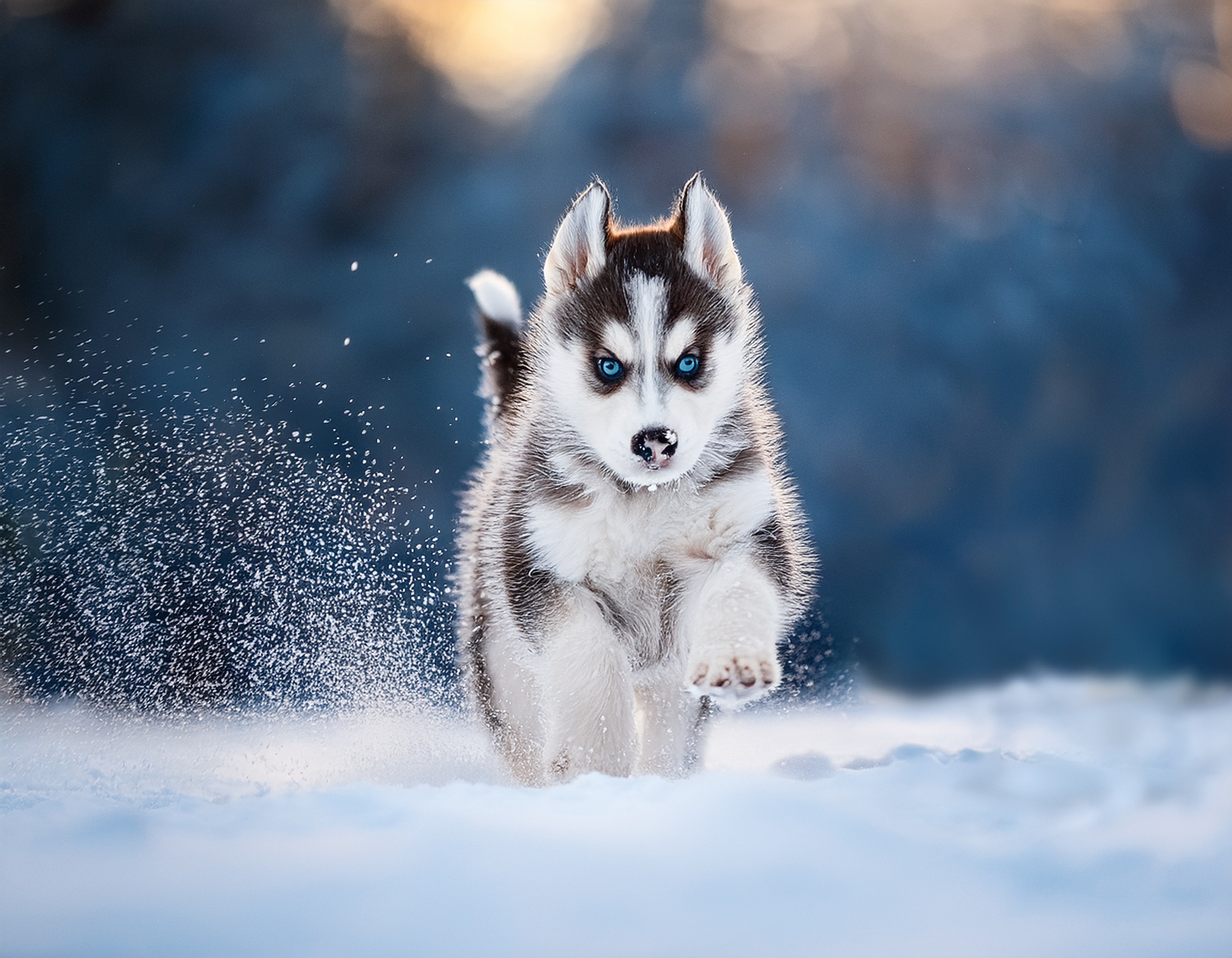 ブログ│雪の中で遊ぶハスキーの子犬