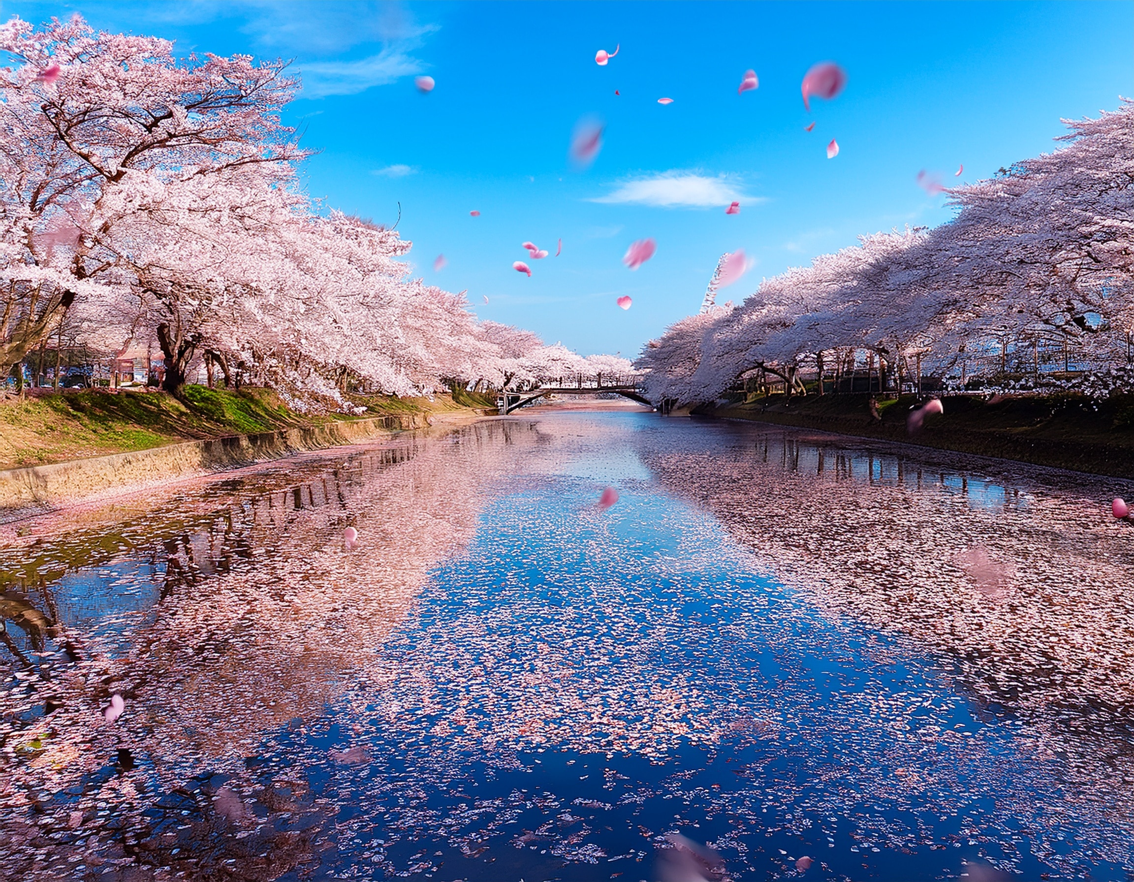 ブログ│桜の花びらが舞い散る春の空の画像