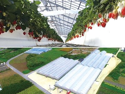 株式会社 沖縄美らイチゴ