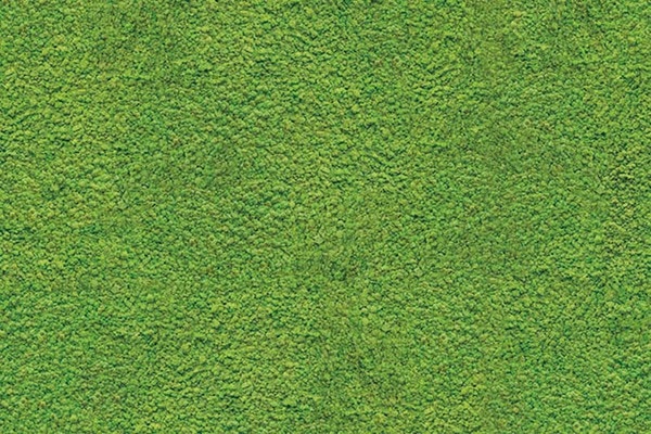 リアルな苔の写真の壁紙