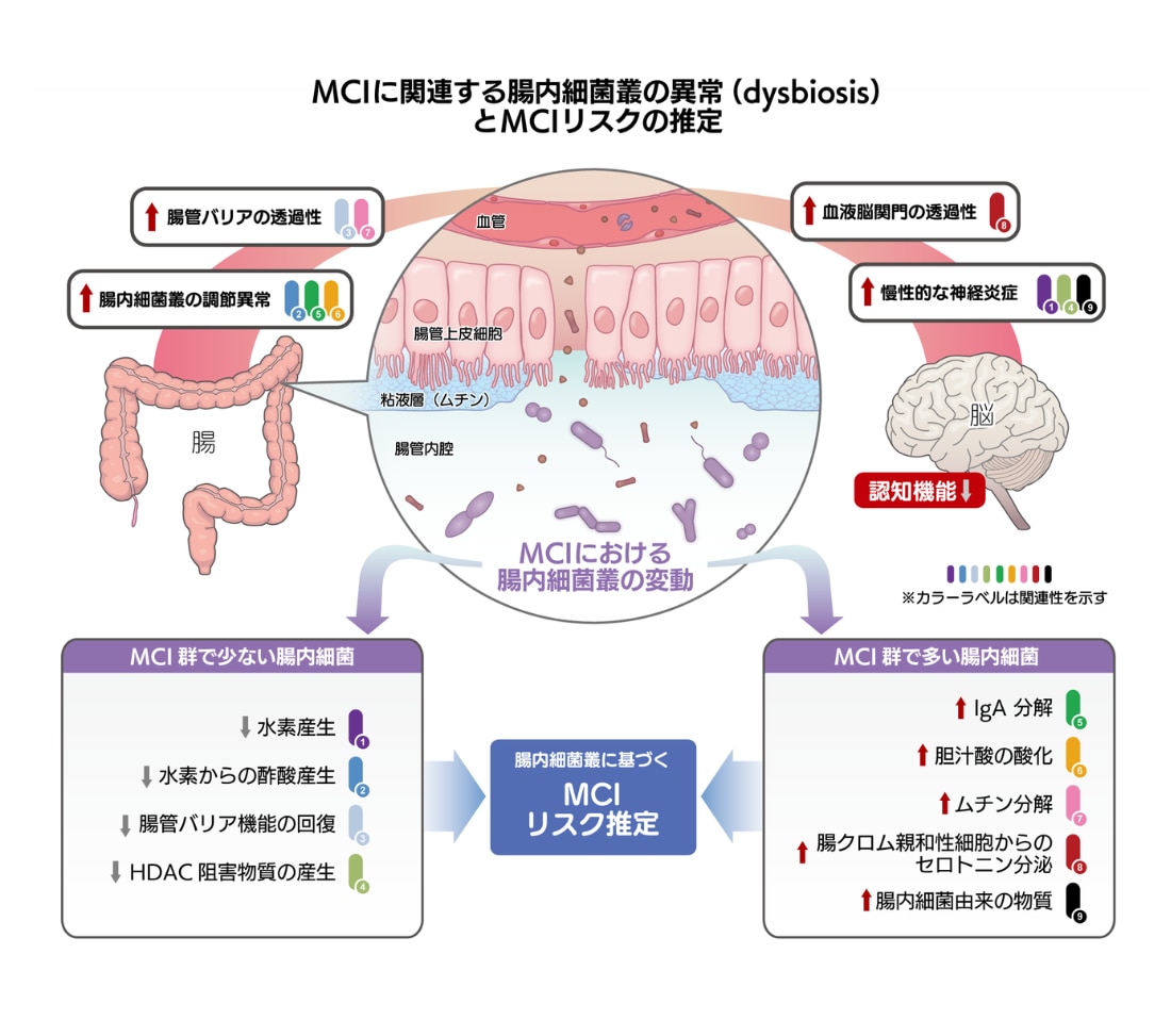 腸内細菌叢の検査で30以上の疾病リスク分析｜SYMGRAM（シングラム）