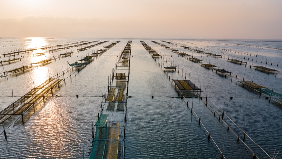 有明海の海苔養殖現場に電波式水位計を導入