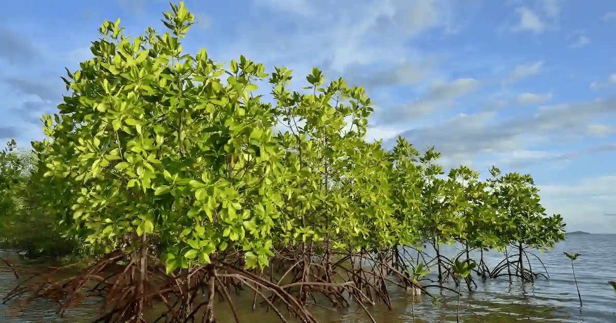 blue-carbon-credit-system-6