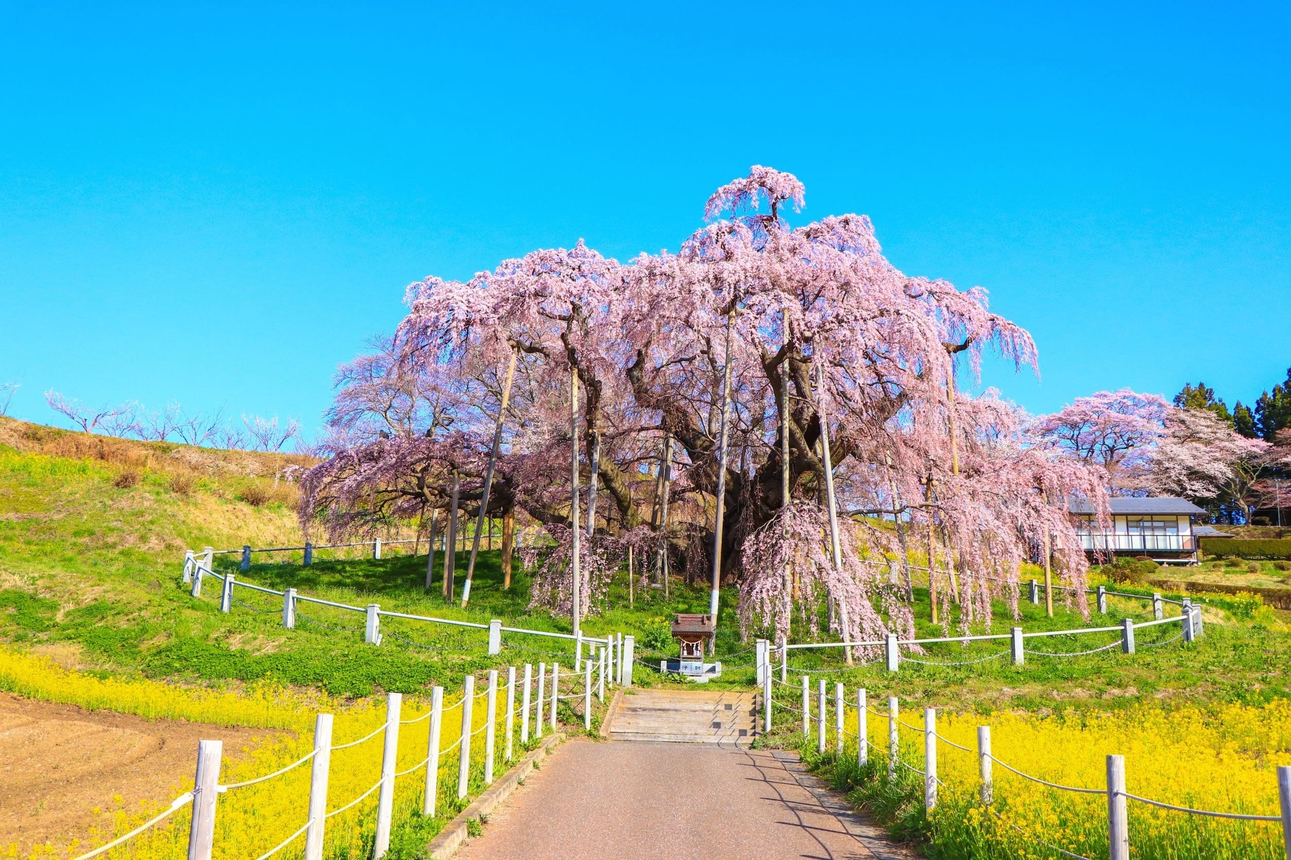 三春町事例_桜風景