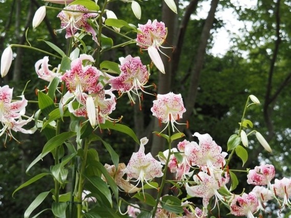 宗像市　カノコユリ