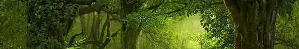 森林の写真壁紙一覧へのバナー