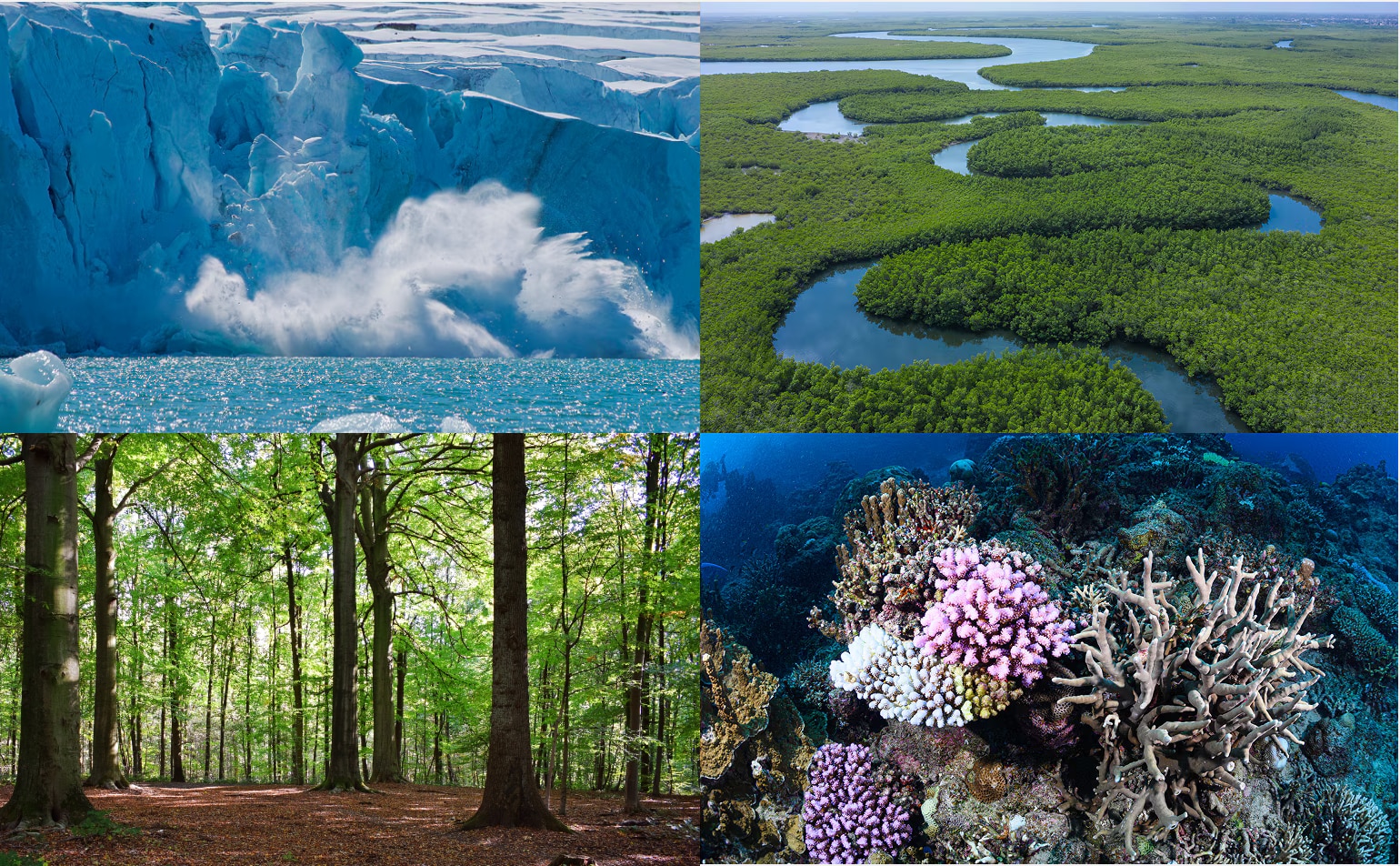 CDP回答コンサルティング