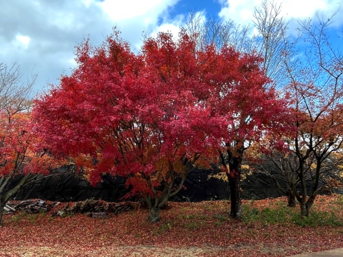 島原市　トワイレ
