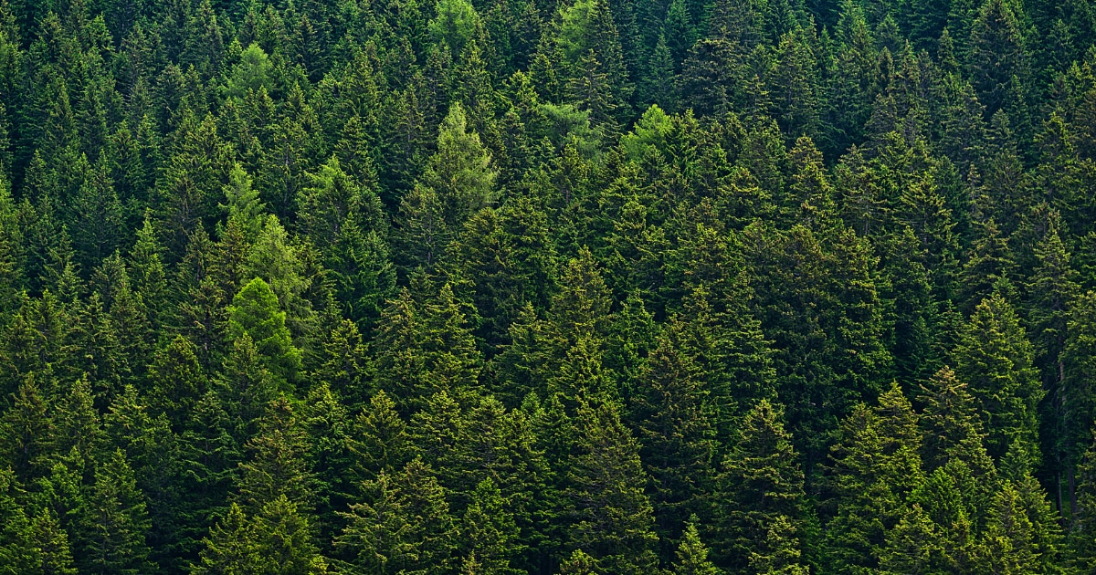 SBTi-FLAG目標の設定にあたり、森林減少ゼロの根拠を示す必要がある