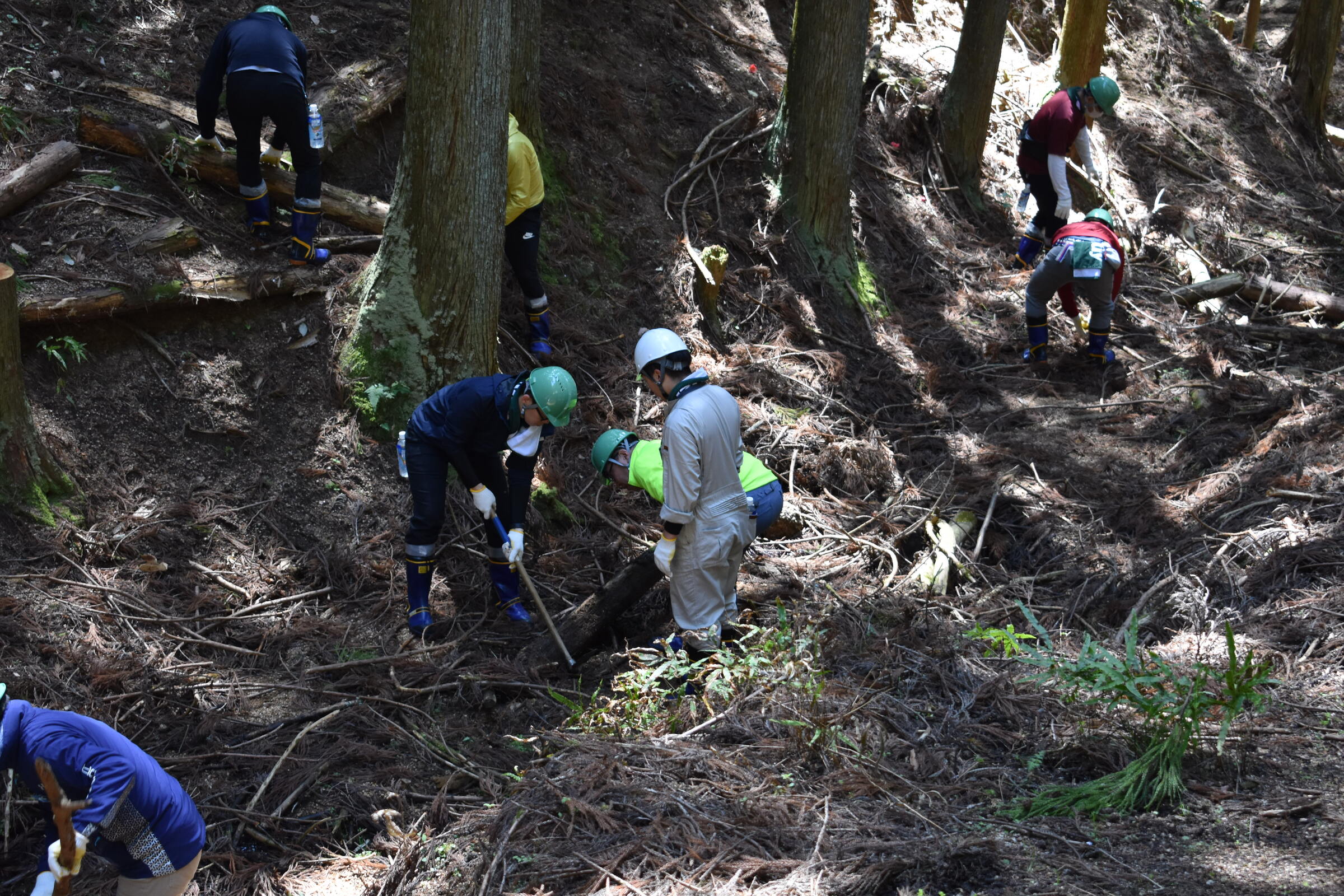 ブレンディの森における活動の様子