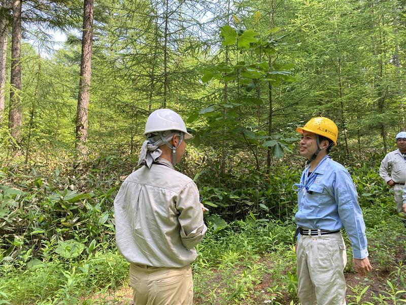 三菱マテリアルの社有林