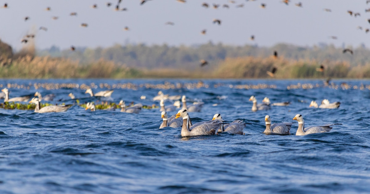 自然共生サイトの渡り鳥
