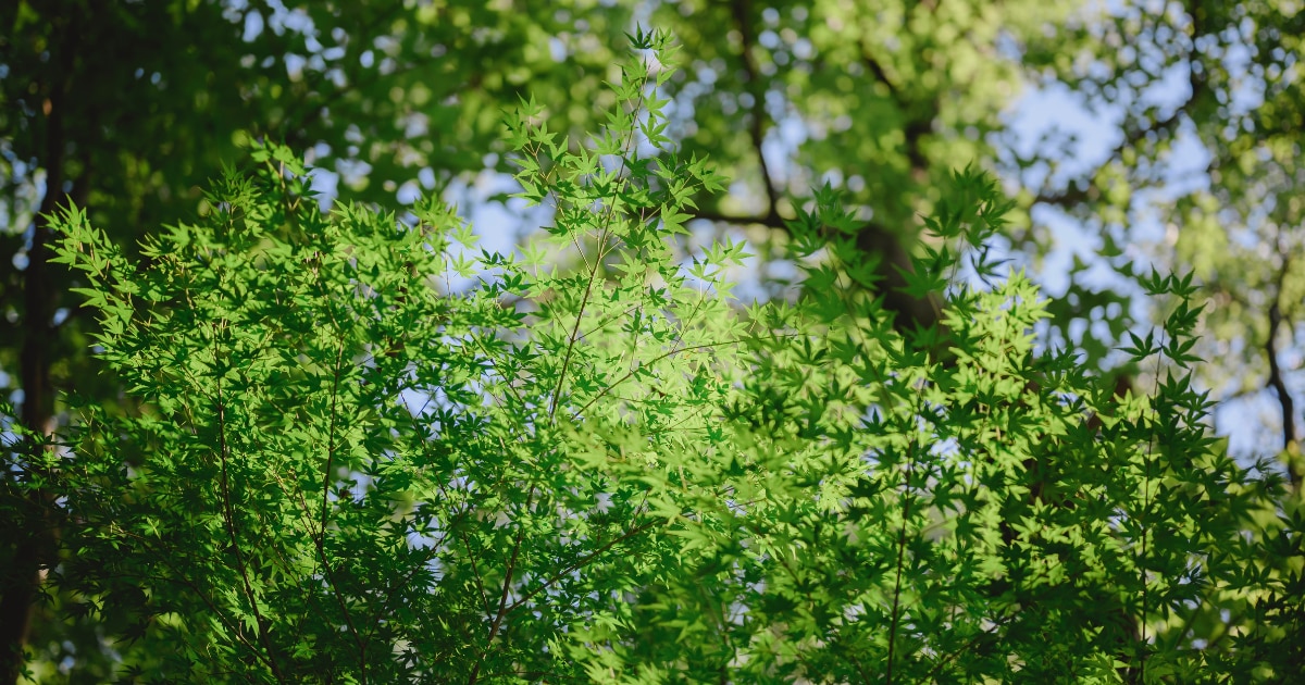 自然共生サイトを支援することで「自然共生サイト等に係る支援証明書」が発行される