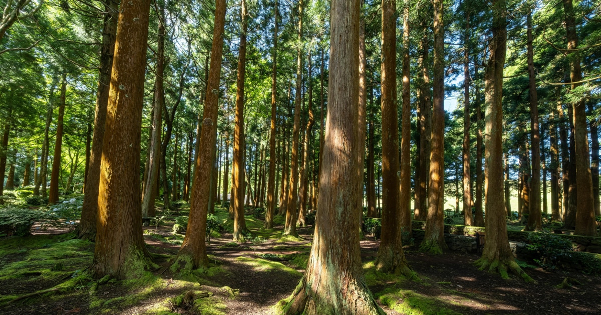 企業が自然共生サイトに取り組むことで、外部評価や社内認知の向上、TNFD開示への活用といったメリットが得られる