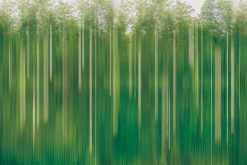 リアルな竹の風景アート壁紙