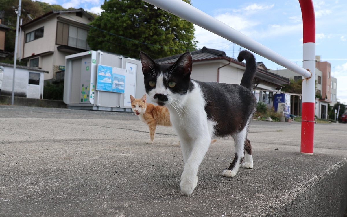 上天草市 猫島