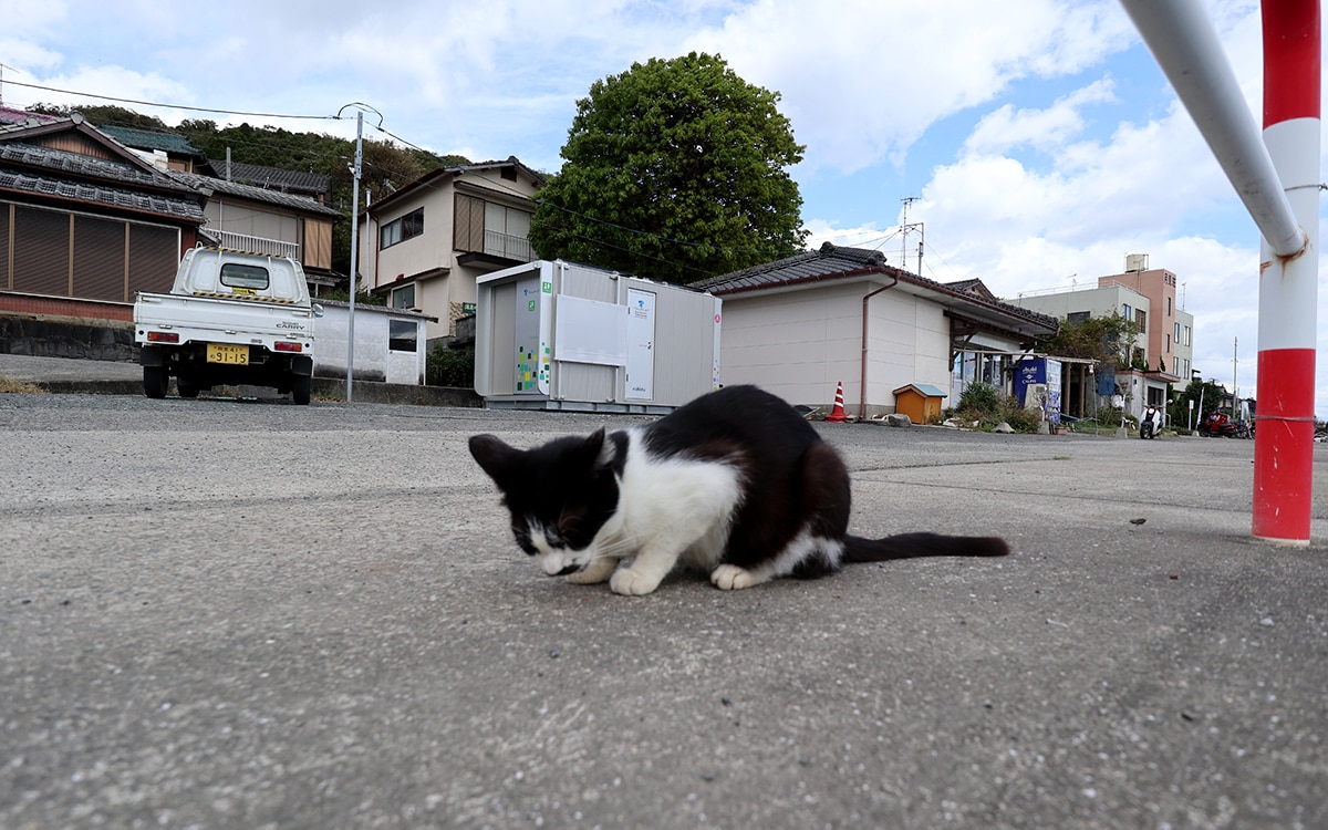 上天草市 猫島
