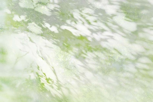 木漏れ日イメージの透明感のある壁紙
