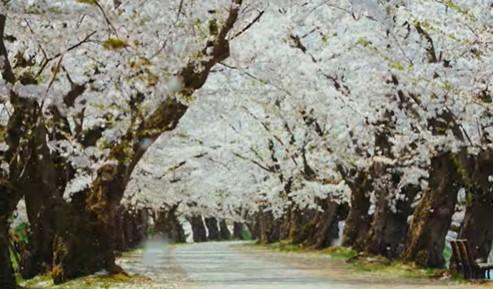 【第2回ふるさと動画大賞 大賞】《青森県弘前市》 「101回目への弘前公園の桜(2020)」