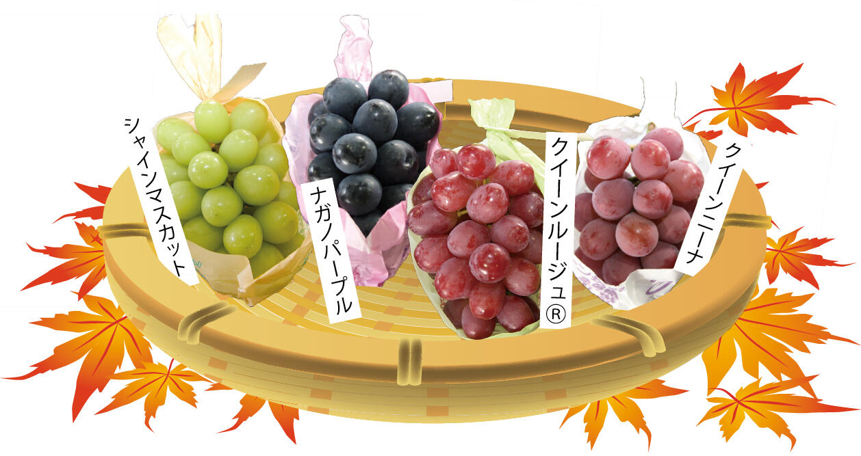 ぶどう