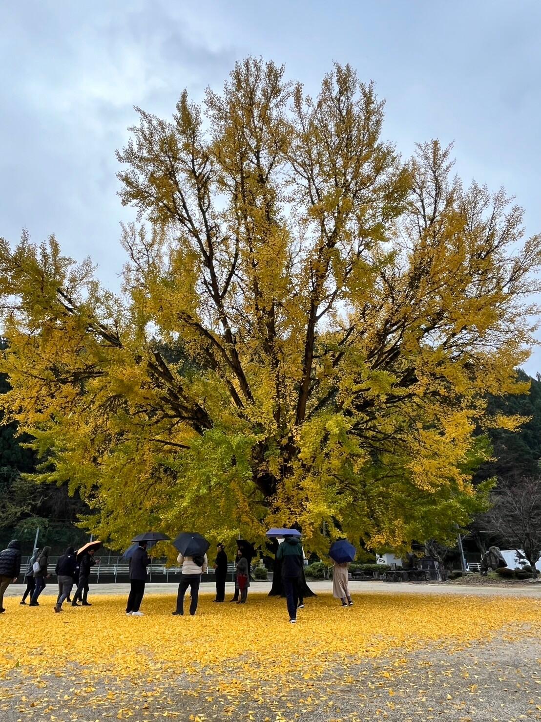 日野上イチョウ 見学