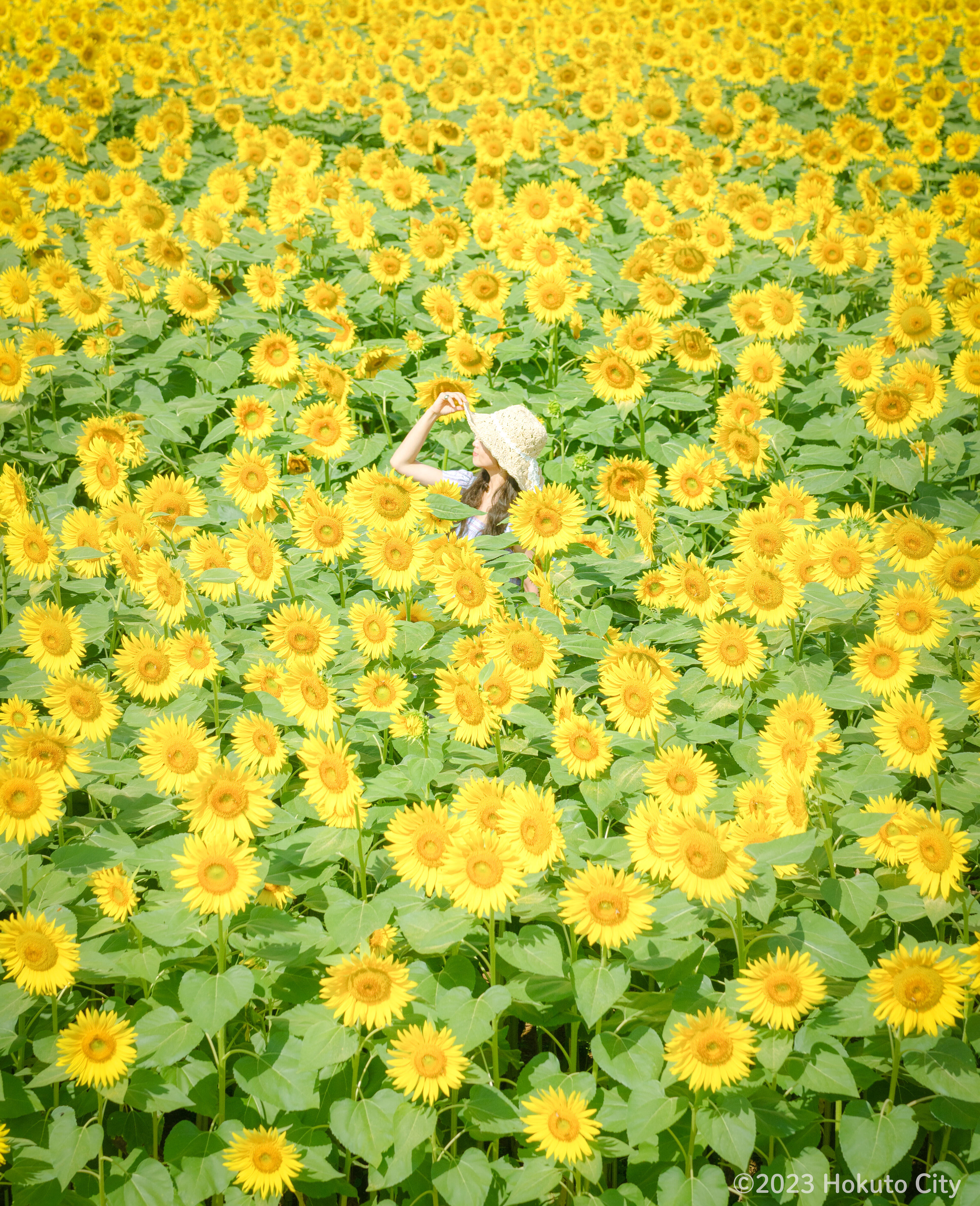 ひまわり畑
