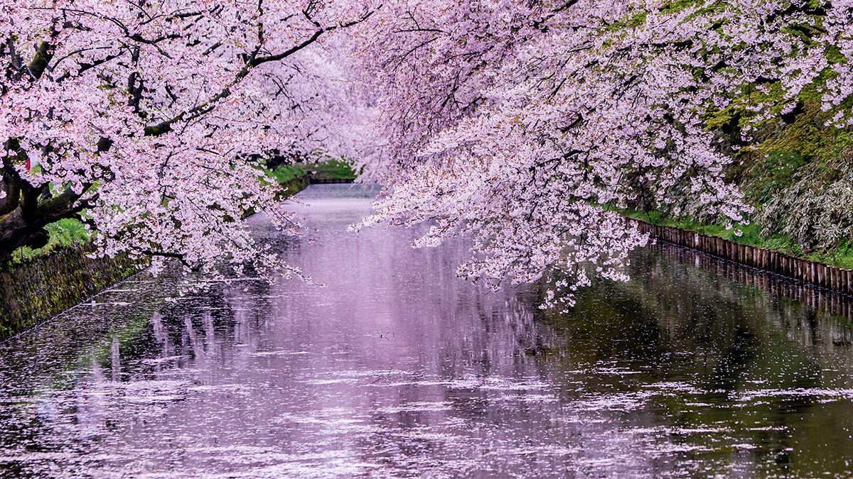 ICHISAI イメージ